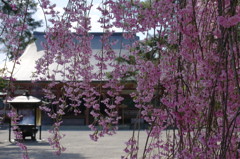 旅写真　毛越寺