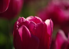 チュウリップ