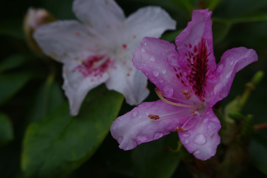 寒露　シャクナゲ？