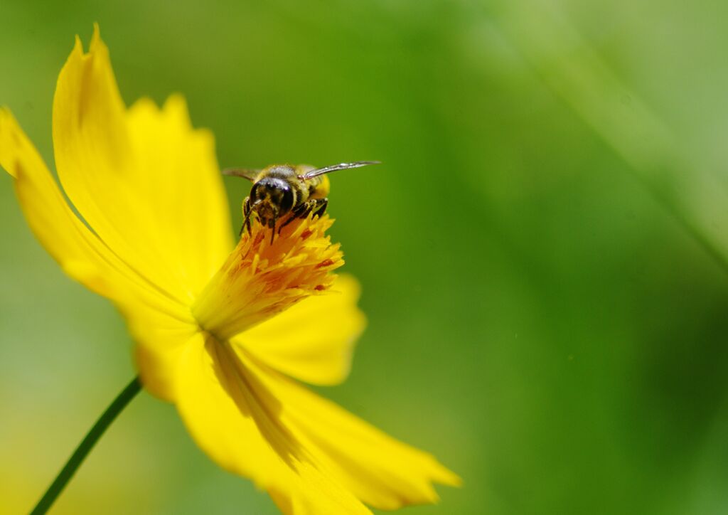 キバナコスモス