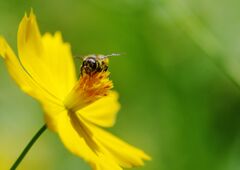 キバナコスモス