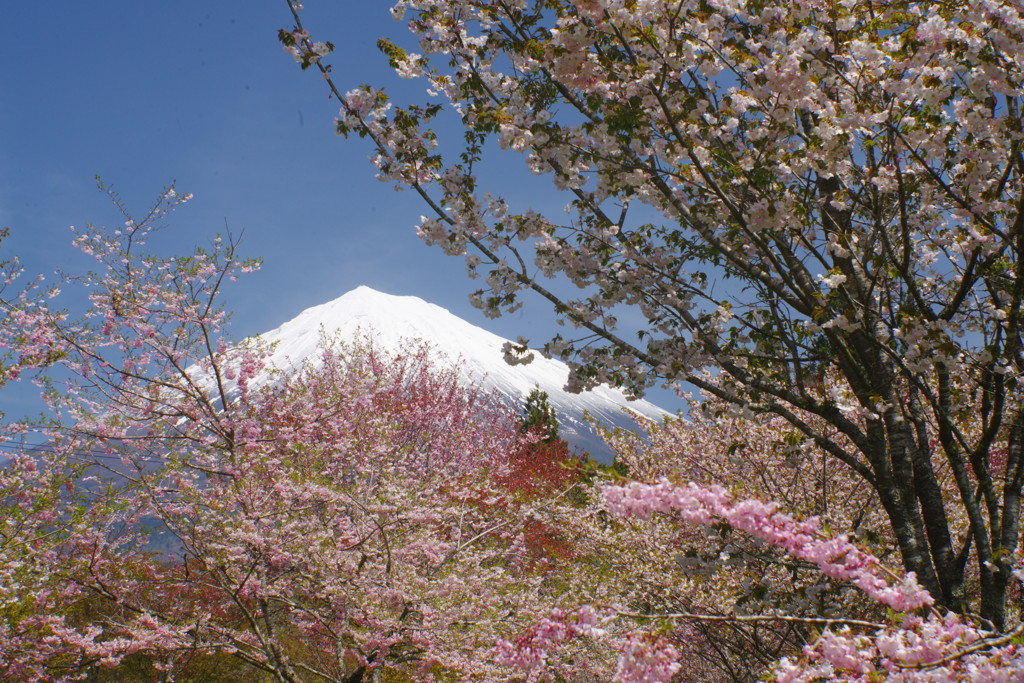 春色　桜