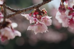 春光　寒桜