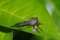 初夏　弱肉強食
