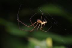 仲夏　蜘蛛