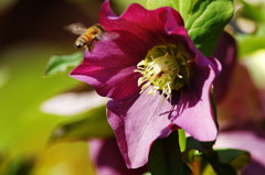 春爛漫　クリスマスローズ　Ⅲ