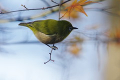 野鳥を探して　メジロ