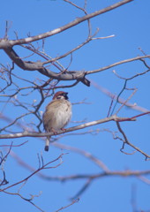 野鳥を追って　スズメ