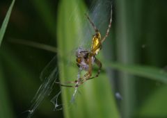 仲夏　クモ・食事中　Ⅱ