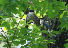 野鳥を探して　オナガ