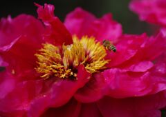 牡丹に蜜蜂　Ⅱ