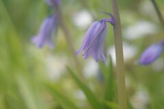 晩春　ツリガネスイセン