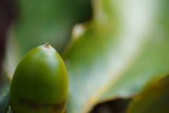 初秋　どんぐり　Ⅱ