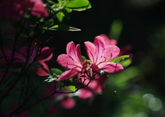 中春　シャクナゲ