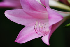 夏を探して　アマクリナム