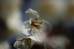白梅