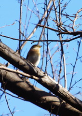 野鳥を探して　？？？