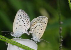 秋思　シジミチョウ　Ⅱ