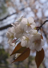 春暖　山桜　Ⅱ