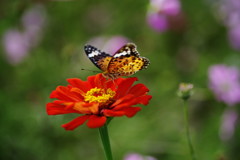 行秋　ツマグロヒョウモン