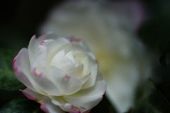 寒冷　サザンカ