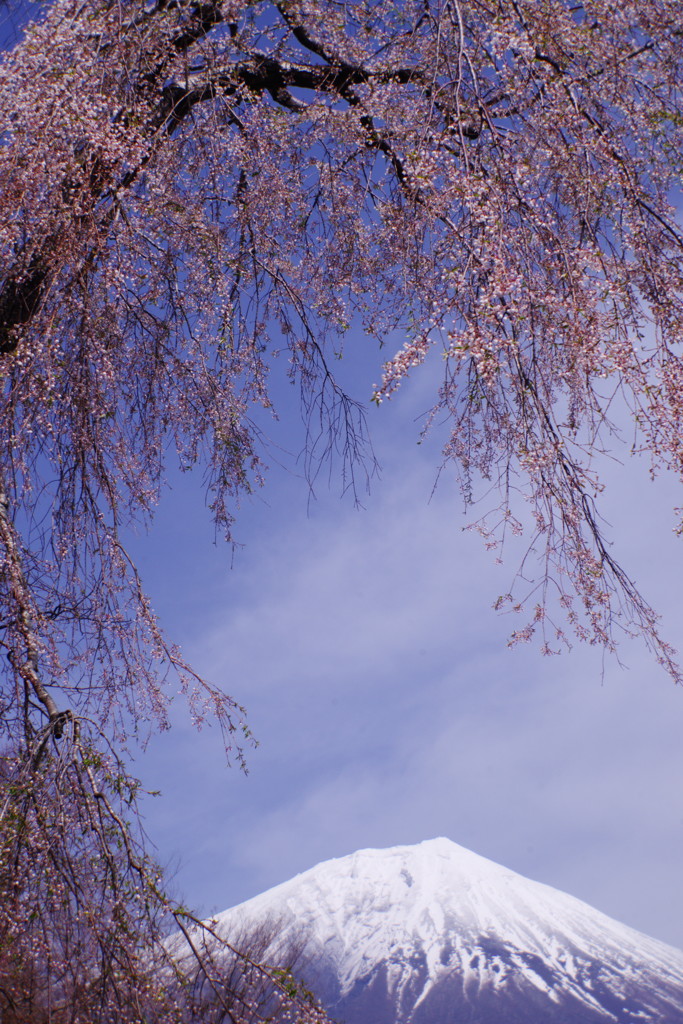 春色　桜