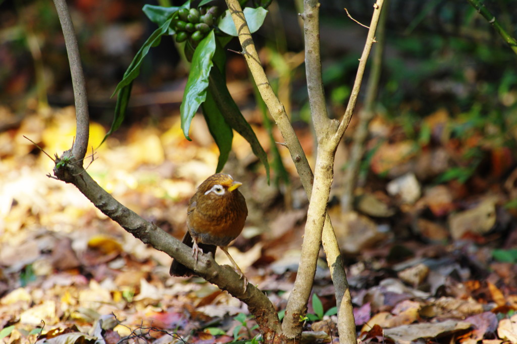 野鳥を探して　ガビチョウ　Ⅱ