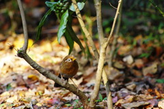 野鳥を探して　ガビチョウ　Ⅱ