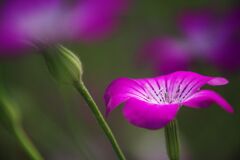 万緑　ムギセンソウ　Ⅱ