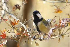 野鳥を探して　シジュウカラ　Ⅱ