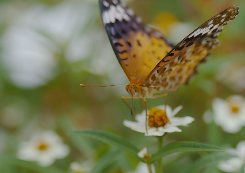 ツマグロヒョウモン