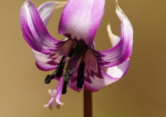 春爛漫　カタクリ　Ⅱ