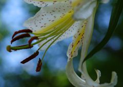 路傍　ヤマユリ　Ⅱ