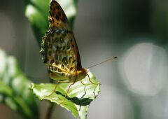 万来　ヒョウモンチョウ