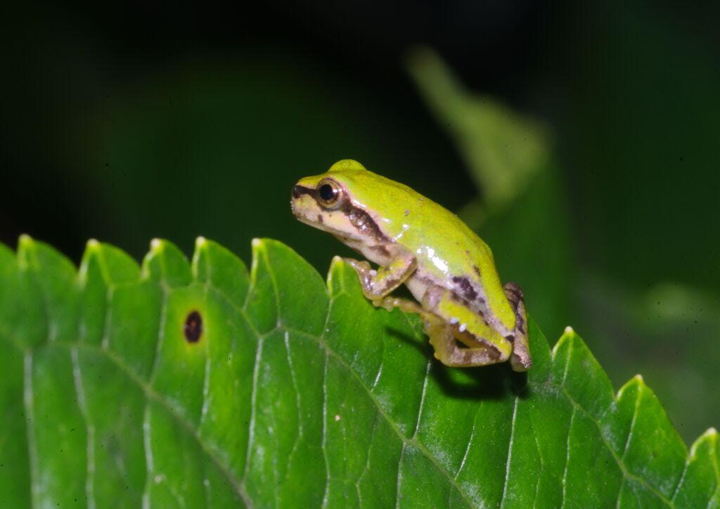 季夏　アマガエル？