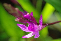 春を探して　紫蘭