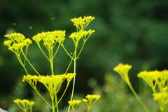 蝉鳴く　オミナエシ