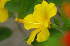 季夏　ハイビスカス