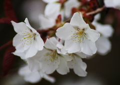 桜　Ⅱ