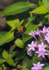 蝉時雨　クマバチ