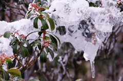 旅写真　何の実　？