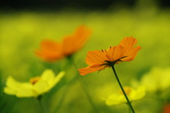 中秋　キバナコスモス