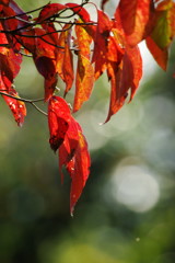 秋を探して　ハナミズキ