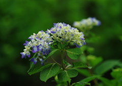 春色　アジサイ