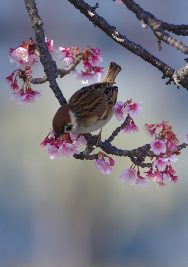 旅写真　熱海桜　Ⅴ