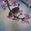 旅写真　熱海桜　Ⅴ