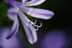 初夏　アバガンサス