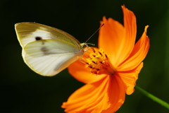 虫達を追って　モンシロチョウ