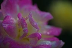 行秋　秋バラ　Ⅱ