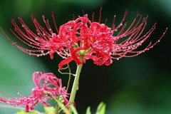 秋を探して　彼岸花